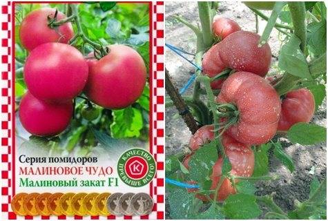 Сорт томатов малиновое чудо