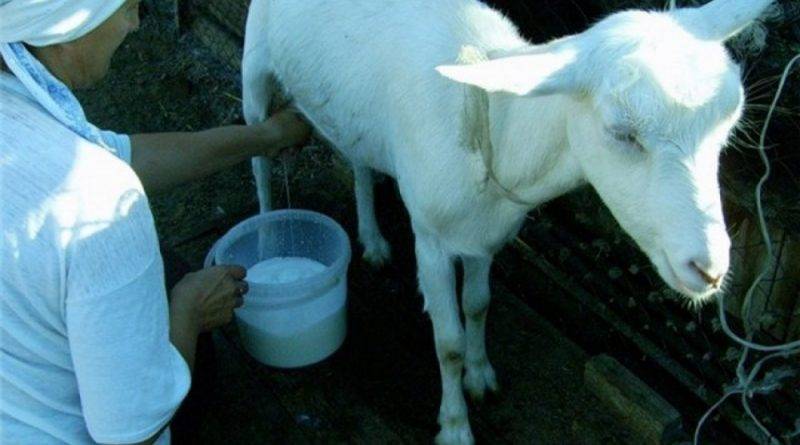 Чем нельзя кормить козу и какие корма можно козам