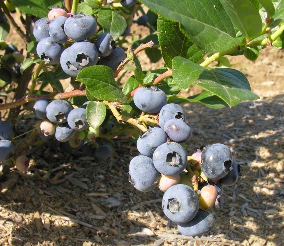 Голубика блюкроп: описание ягодного сорта и правила выращивания и ухода