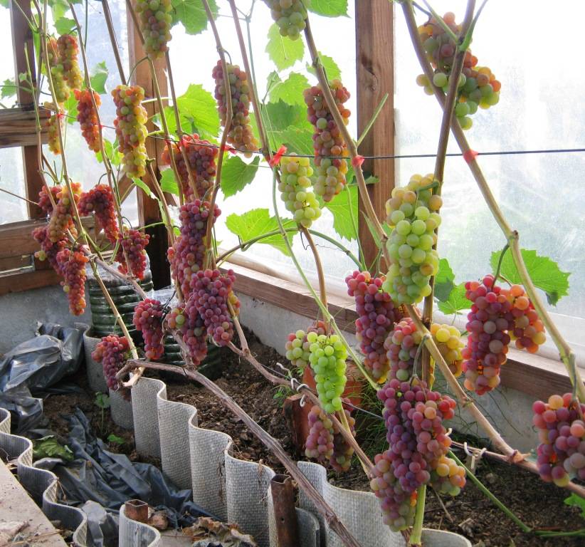 Сорта винограда для выращивания в квартире и уход в домашних условиях