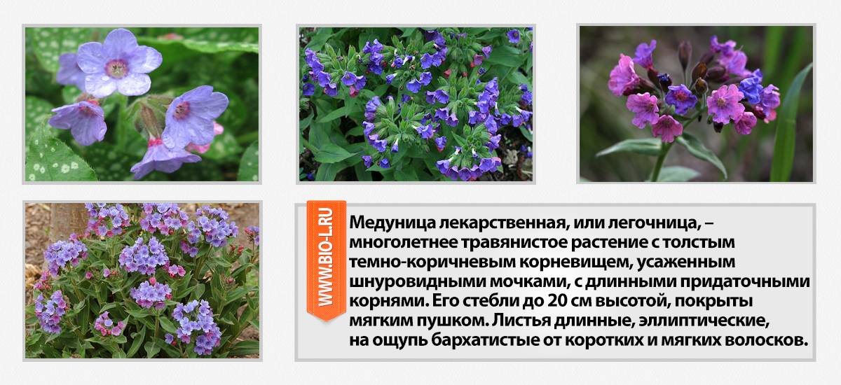 Трава медуница лекарственная: лечебные, полезные свойства и противопоказания, применение, где растет, как выглядит, фото