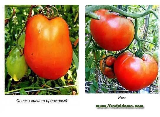 Описание, характеристика, урожайность, фото и видео сорта (гибрида) помидоров «ильич f1».