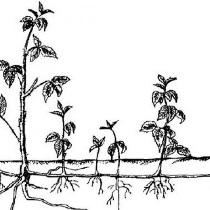 Как размножается мята семенами и корневыми отводками