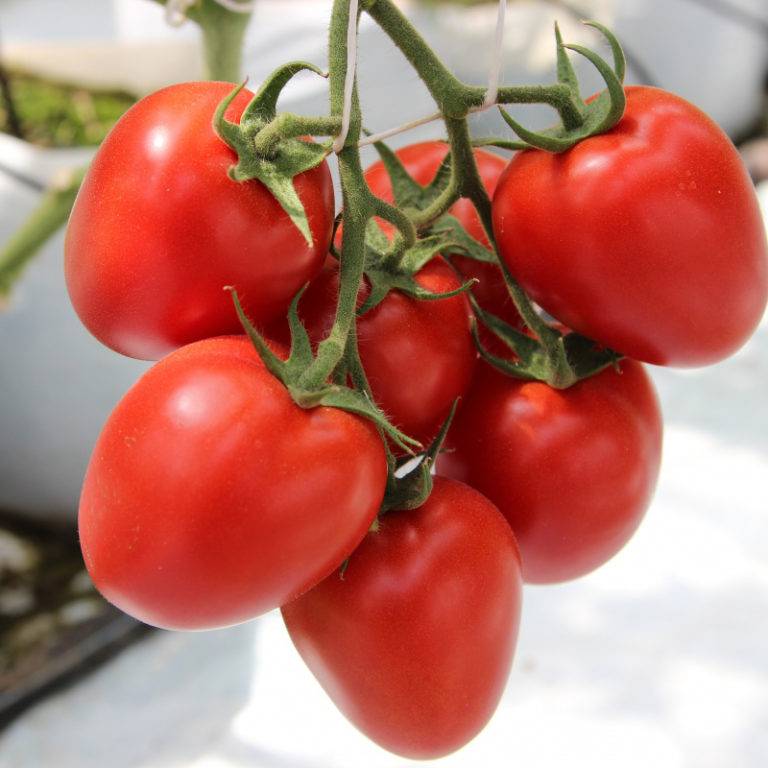 Выращиваем самостоятельно богатый урожай томатов «колибри» для салатов, соков и консервации