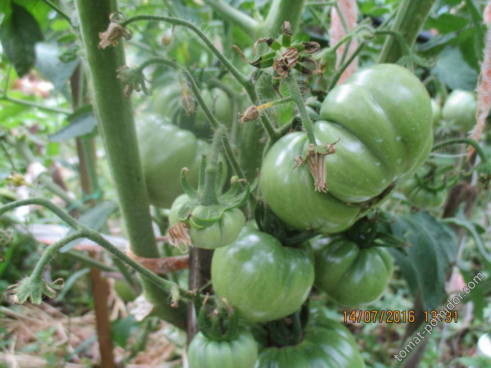 Томат шунтукский великан: характеристика и описание сорта, отзывы об урожайности помидоров, фото плодов