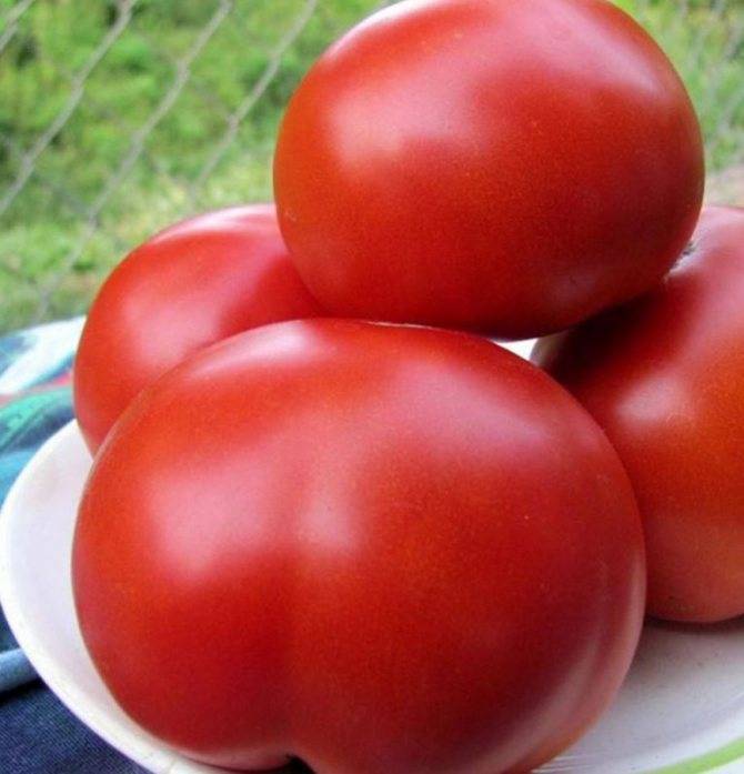 Как выращивать томат толстой и ухаживать за ним