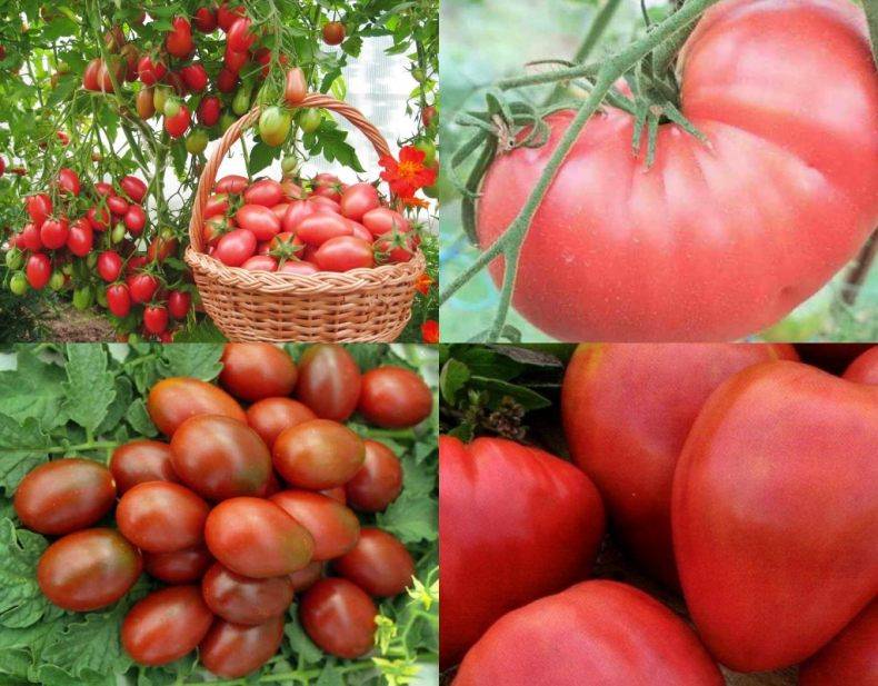 Семена томат розовый сон f1: описание сорта, фото. купить с доставкой или почтой россии.