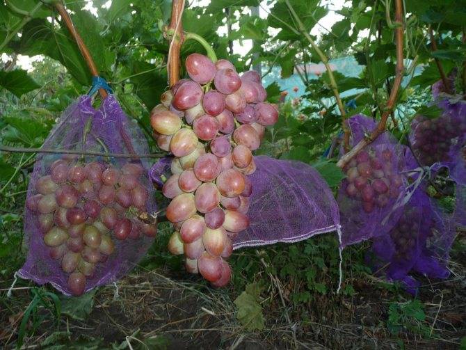 Виноград виктория: описание сорта, фото, отзывы, характеристики и особенности выращивания