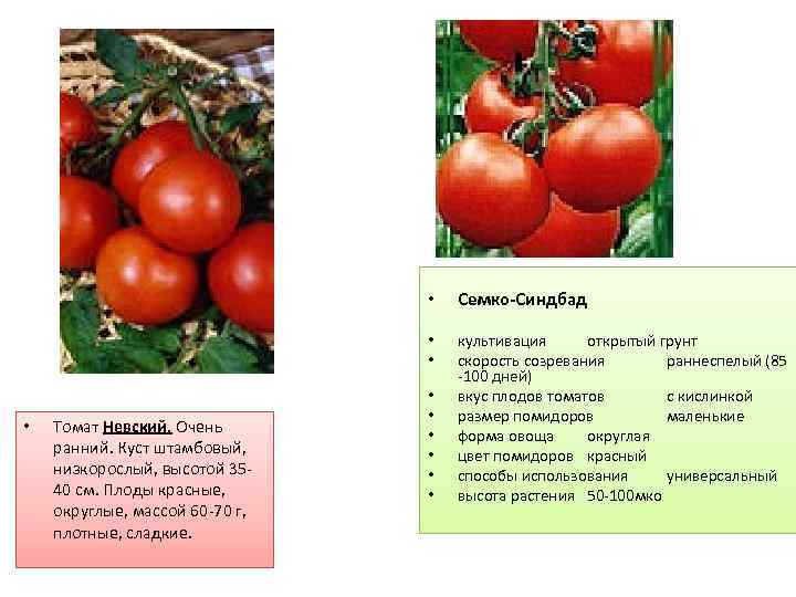 Томат невский: характеристика и описание сорта с фото, советы по посадке семян, урожайность помидора, отзывы тех, кто сажал