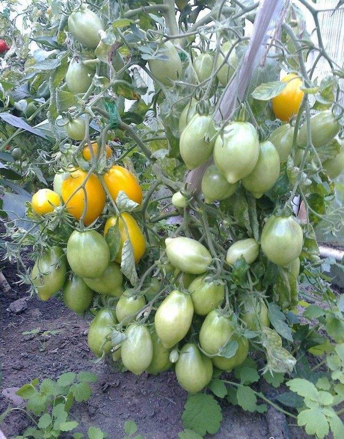 Томат чудо света (лимон лиана): характеристика и описание сорта, отзывы об урожайности помидоров, фото куста в высоту и семян | сортовед
