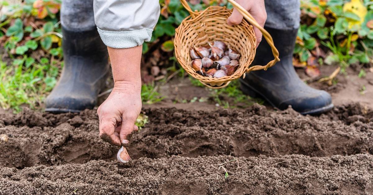 Выращивание кинзы из семян в открытом грунте, сроки посева, уход