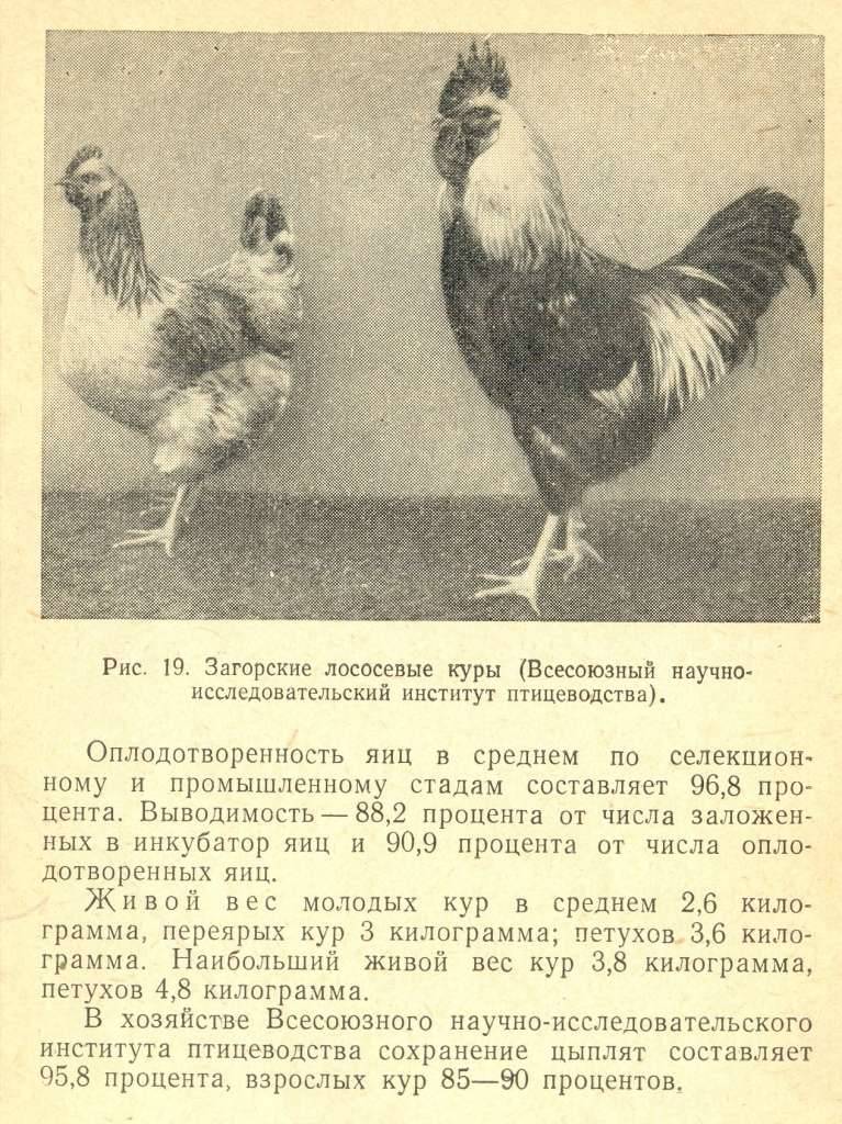 Породы белых кур несушек и мясных птиц с фотографиями, названиями и описанием