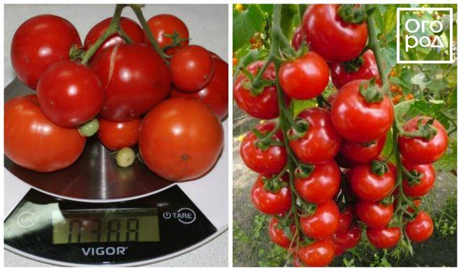 Топ-15 урожайных сортов биф-томатов для выращивания на садовом участке
