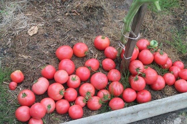 Томат алые паруса f1: фото и отзывы об урожайности помидоров, описание и характеристики сорта