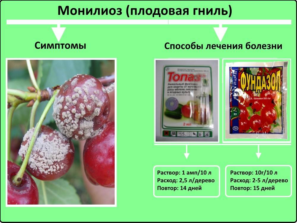 Болезни и вредители вишни: фото, описание, лечение | садоводство и огородничество