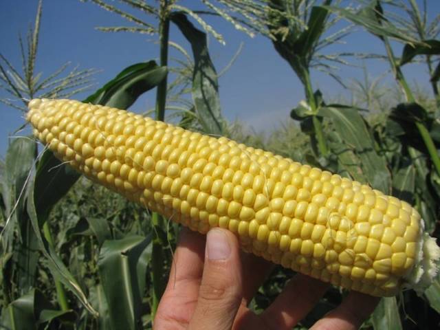 Выращивание кукурузы сахарной | cельхозпортал
