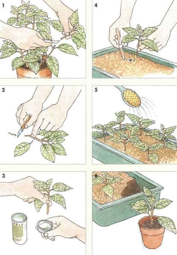 Выращивание малины семенами: как вырастить в домашних условиях, посадка рассады и размножение, когда можно сажать, как правильно выращивать и размножать