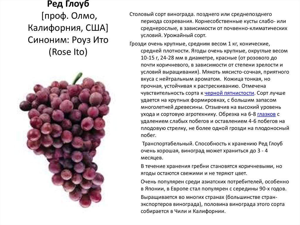 Виноград лора: описание сорта, выращивание, фото, отзывы