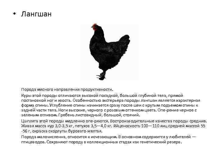Юрловская голосистая порода кур: описание, отзывы, фото, видео