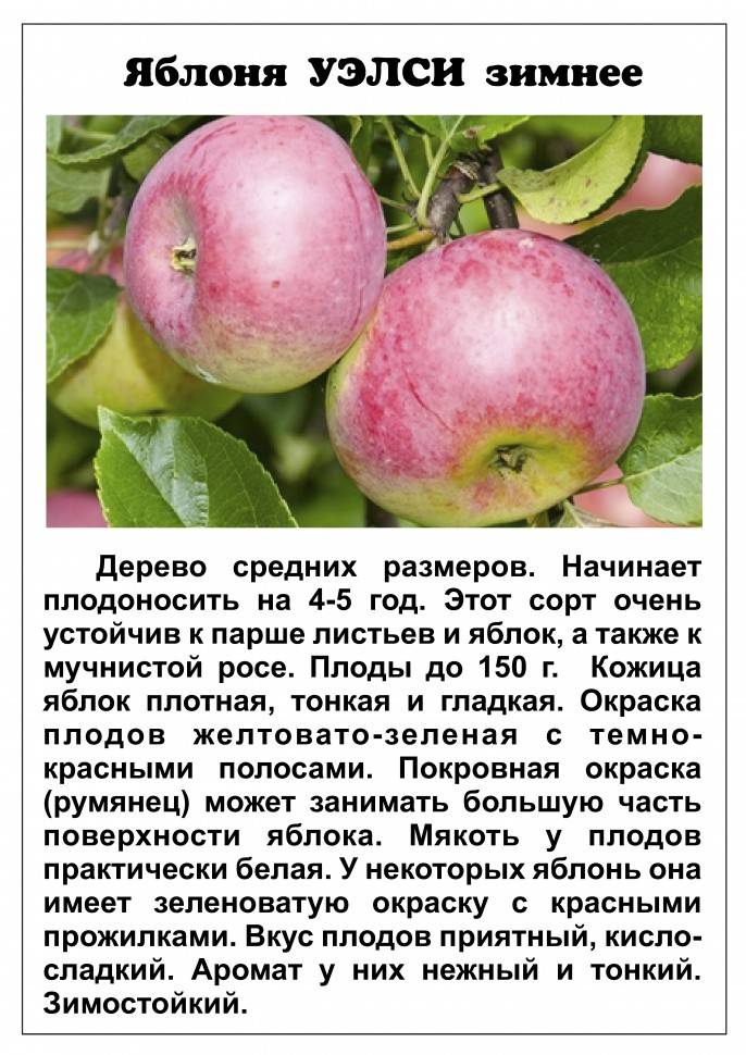 Описание сорта яблони жигулевское: фото яблок, важные характеристики, урожайность с дерева
