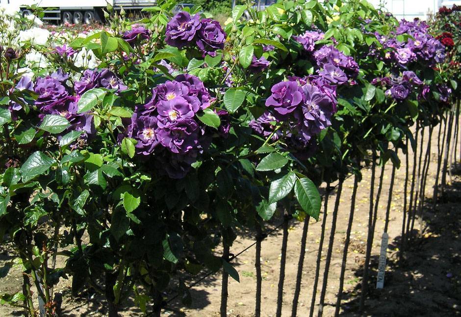 Фиолетовые розы: описание сортов, посадка, выращивание и уход, применение в дизайне