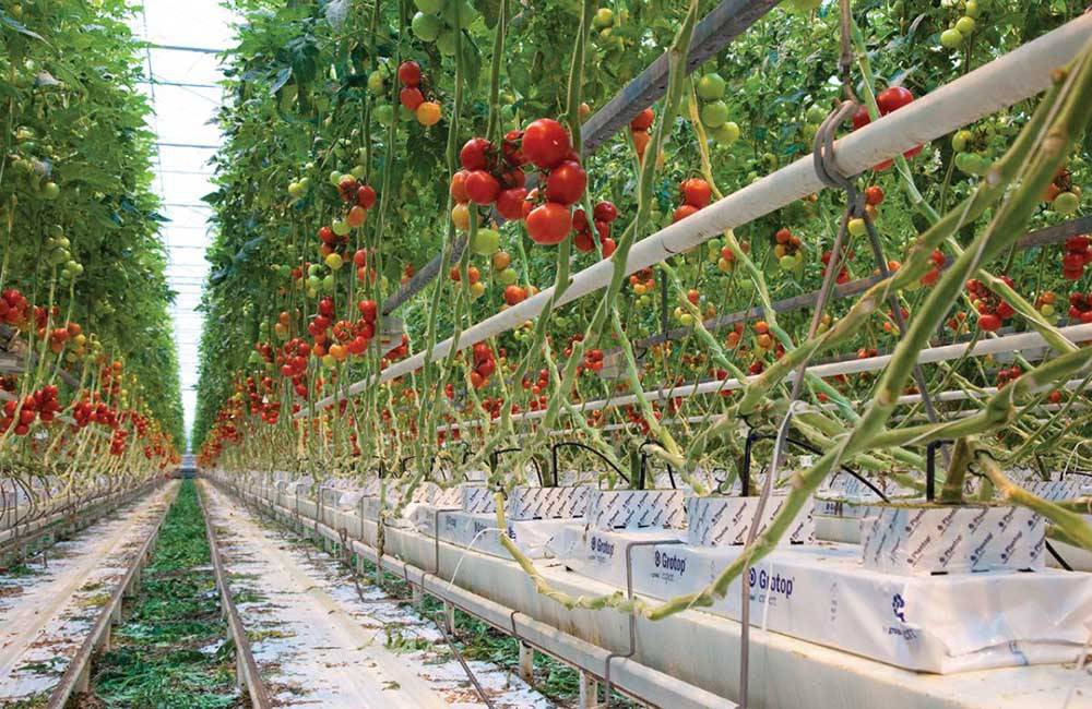 Суть голландской технологии выращивания помидор