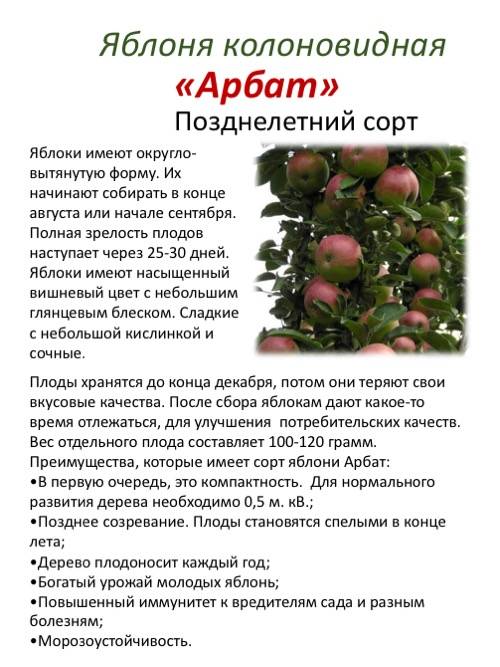 Особенности выращивания и ухода за яблоней райское яблоко