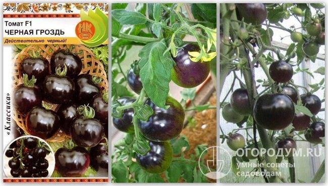 Томат черная гроздь: описание, выращивание, уход, фото