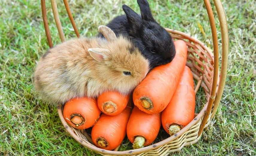 Содержание кроликов — домашний любимец, содержание и разведение декоративных пород