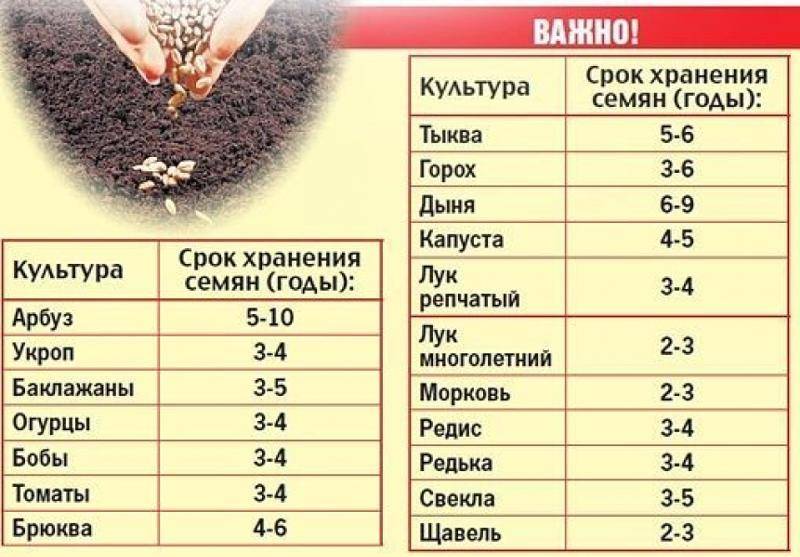 Сроки хранения семян овощей: какие семена можно еще посеять, а какие уже не взойдут? на supersadovnik.ru