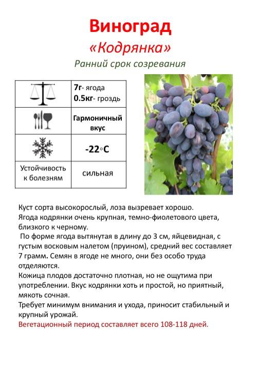 Новый привлекательный сорт — виноград «красотка»