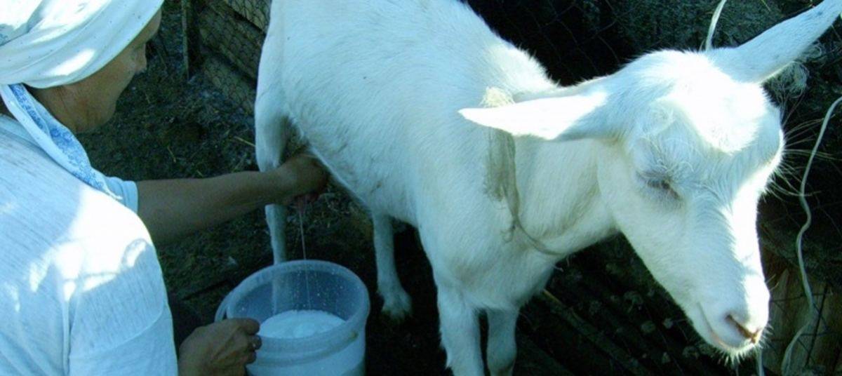Запуск козы перед окотом: правила, рацион коз, советы по уходу за козами