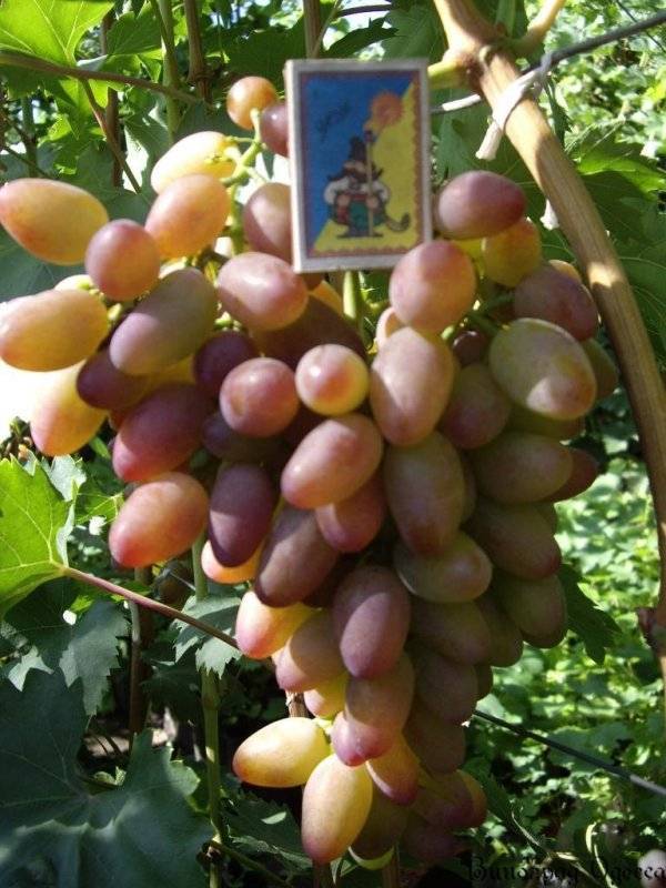 Виноград "краса никополя": описание сорта, фото и отзывы