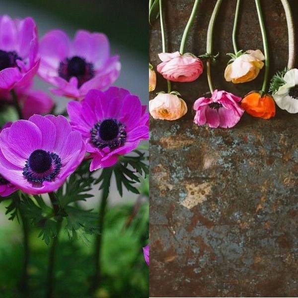 Цветы анемоны: выращивание растения и особенности ухода в открытом грунте