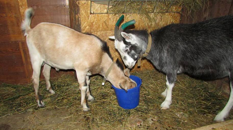Узнаем как запускать козу перед окотом зимой?