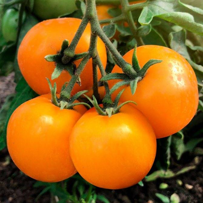 Лучшие сорта помидоров для открытого грунта с фото и описанием |