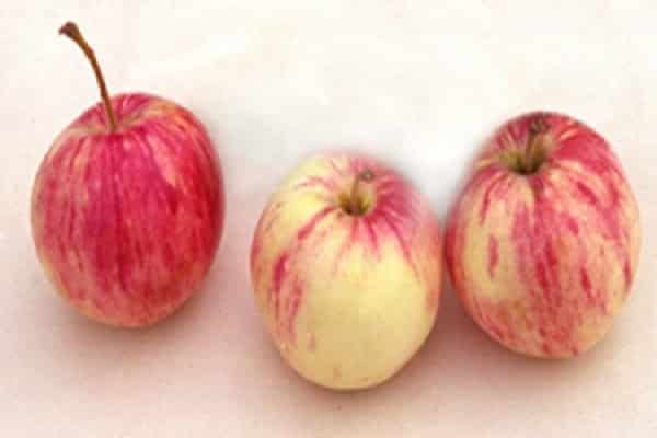 Урожайный и зимостойкий сорт яблонь ветеран