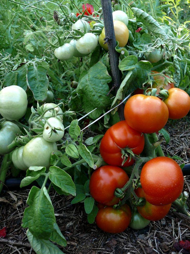 Характеристика и особенности выращивания томата дубрава
