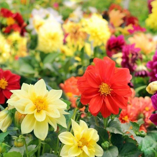 Яркие георгины веселые ребята: фото и советы по выращиванию цветов в саду