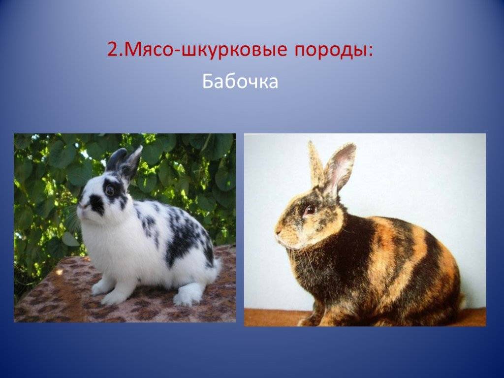 ᐉ кролики породы бабочка: описание и разведение - zooon.ru