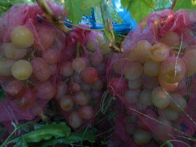 Описание и характеристики сорта винограда Рубиновый Юбилей, выращивание и уход
