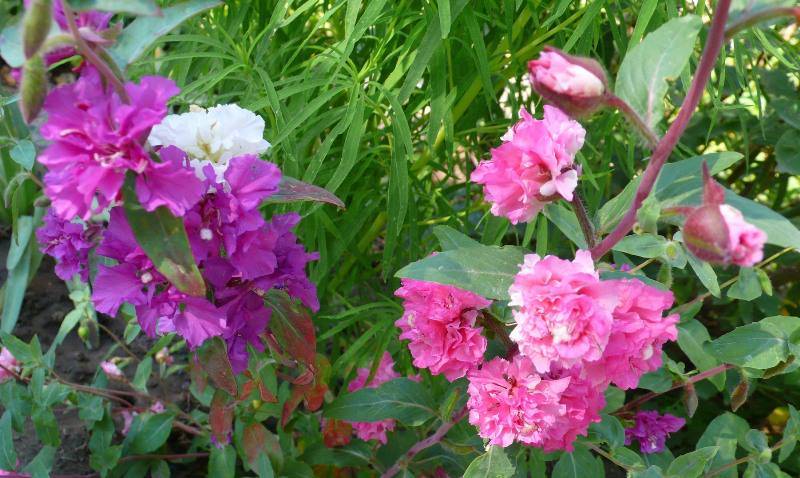 Цветы кларкия: посадка и уход в открытом грунте, виды и сорта с фото