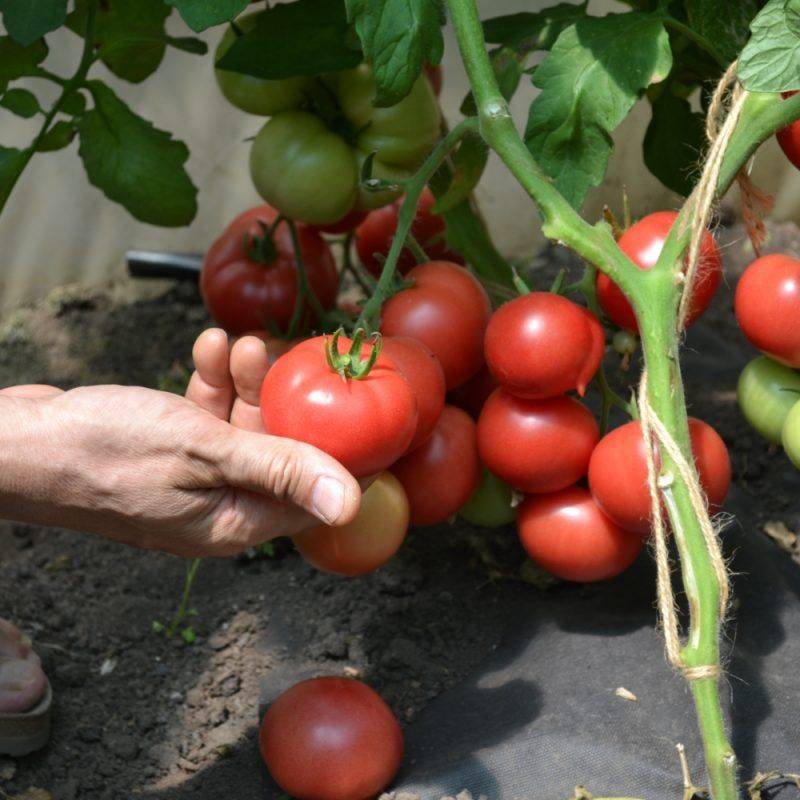 Лидер среди раннеспелых помидоров, любимец фермеров: томат «катюша», характеристика и описание сорта
