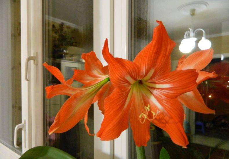 Комнатная лилия в горшке — название и как ухаживать за цветком в домашних условиях ?