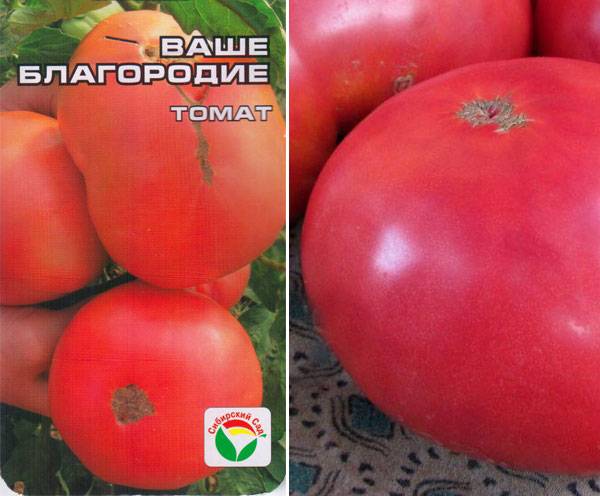 Описание сорта томата Ваше благородие, особенности выращивания и ухода
