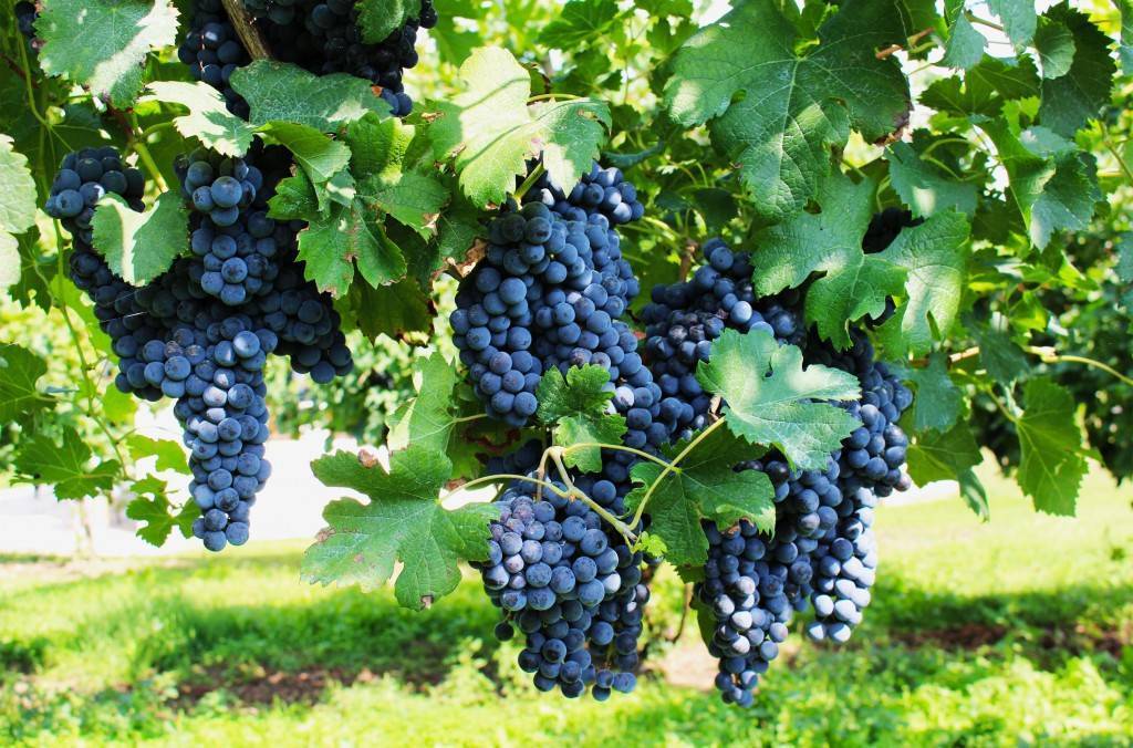 Сорт винограда пино гриджио: описание и характеристики, посадка и уход, болезни