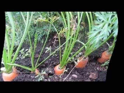 Как поливать морковь в открытом грунте: когда и как