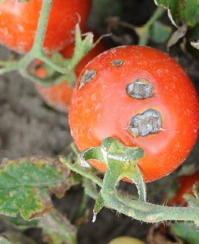 Почему чернеют помидоры: обзор причин, что делать, при сушке, кончики плодов, снизу, стебель, листья, при созревании, способы устранения