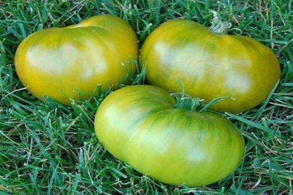 Описание сорта зеленого томата Киви и его характеристики