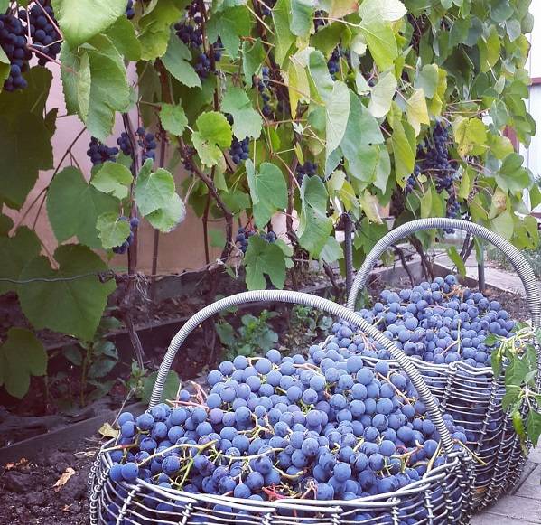 Описание и характеристики сорта винограда «зилга»